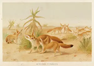 African Wildlife Photos Stampe: FENNEC