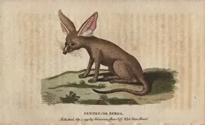 Naturalist Pocket Magazine Prints Stampe: Fennec fox or zerda, Vulpes zerda