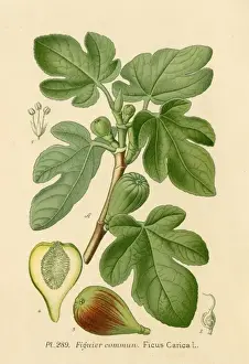 Common Fig Tree Stampe: Ficus (Fig)