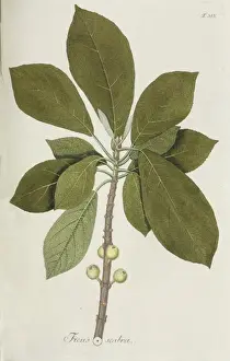 Moraceae Family Plants Stampe: Ficus scabra