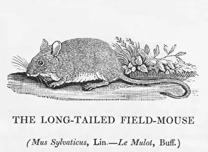 Stampe di Il mus sylvaticus - il topolino a coda lunga del campo Topo Di Campagna Dalla Coda Lunga Stampe: Topolino di campo (Bewick)