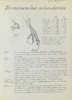 Falconidae Species Stampe: First page of notes relating to Kestrel