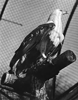 London Zoo Birds Stampe: FISH EAGLE