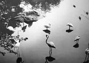 Birds In Water Stampe: Flamingo Reflections