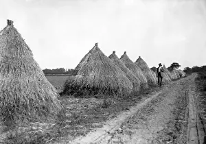 Historical Farm Equipment Stampe: Flax Stacks