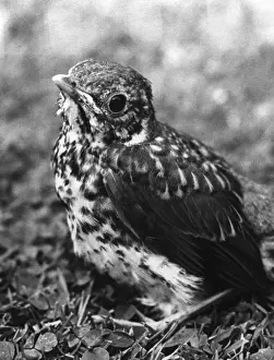 Vintage Bird Images Stampe: Fledgling Song Thrush