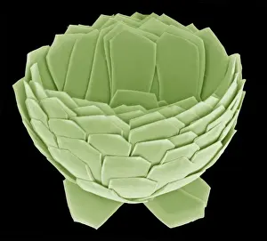 Electron Microscope Images Stampe: Florisphaera profunda