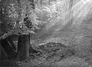 Atmospheric Forest Scene Stampe: Forest Sunlight