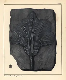 Jurassic Era Fossils Stampe: Fossil of Pentacrinites subangularis, extinct