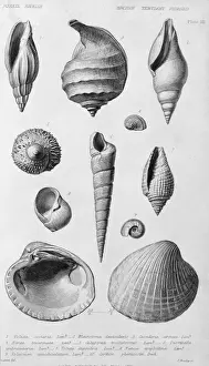 Marine Invertebrate Fossils Stampe: Fossil shells of the Eocene Tertiary Period
