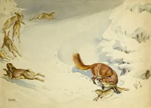 Wild Animal Predator Stampe: Fox chasing rabbits