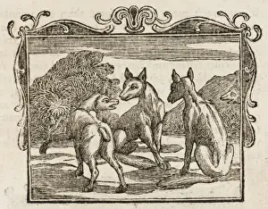 Stampe di Un volpe che perse la coda in una trappola e si addolorò della perdita, cercò di convincere i suoi fratelli che sarebbero stati meglio senza le loro code Esopo Stampe: L'Uccello senza coda