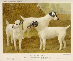 Fox Terrier Breed Stampe: Fox Terriers (Shaw)
