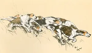 Vintage Fox Hunting Prints Stampe: Foxhounds with their hackles up