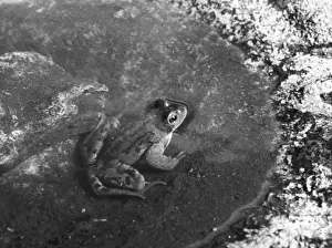 Reptiles And Amphibians Images Stampe: FROG BATH