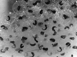 Amphibian Life Cycle Stampe: Frog Spawn / Tadpoles