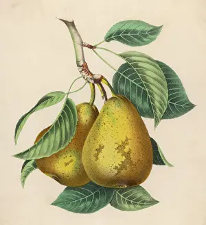 Fruit Still Life Photography Stampe: Fruit / Pair of Pears