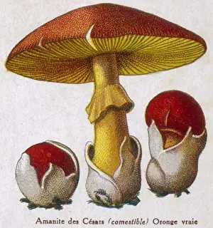 Red Mushroom Species Stampe: Funghi / Amanite Caesar