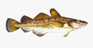 Historical Fish Species Stampe: Gadus callarias, Baltic or Variable Cod
