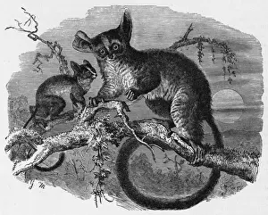 Primate Images Stampe: GALAGO