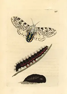 Stampe di Falena leopardo gigante, Hypercompe scribonia.. Incisione su rame a colori a mano da George Shaw e Frederick Nodders The Naturalists Miscellany 1812 Falena Leopardo Stampe: Falena leopardo gigante, Hypercompe scribonia.