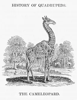 Stampe di La giraffa Camelopardalis Il Camaleonte come è noto nel giorno di Beckett è l'animale più alto del mondo che raggiunge una statura superiore ai 5,50 m. L'okapia è un parente Giraffidi Stampe: Cervo giraffa (Bewick)