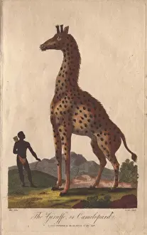 Handcolored Copperplate Prints Stampe: Giraffe or camelopard, towering over a native