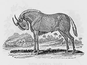 African Antelope Images Stampe: Gnu (Bewick)