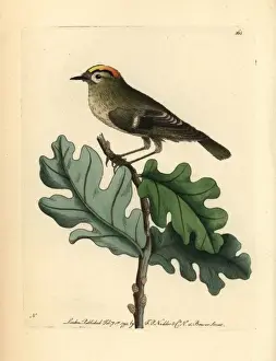 Naturalists Miscellany Collection Stampe: Goldcrest, Regulus regulus