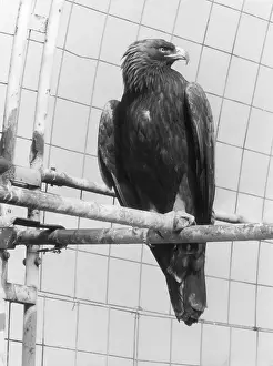 Aquila D'oro Stampe: Aquila d'Oro