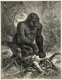 Primate Animal Pictures Stampe: The Gorillla