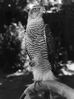 Birds Of Prey Artwork Stampe: A GOSHAWK