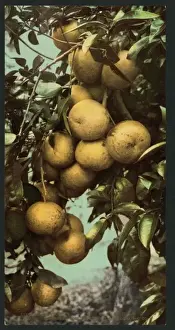 Nostalgic Coloured Photographs Stampe: Grape fruit