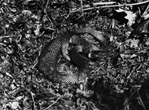 Grass Snake Species Stampe: Grass Snake