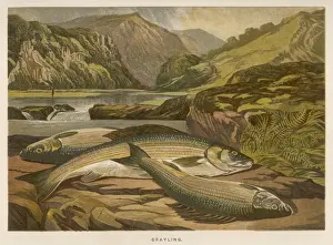 Historical Fish Photographs Stampe: A GRAYLING / 1864