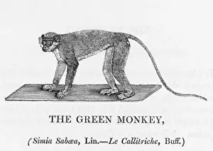 Scimmia Verde (Bewick)