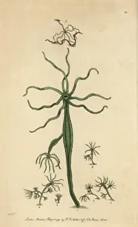 Frederick Nodder Engraving Stampe: Green polype or Hydra