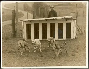 Cane Da Corsa Stampe: Addestramento Greyhound