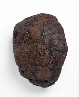 Bradipo Stampe: Escrementi di ippopotamo terrestre o coprolito