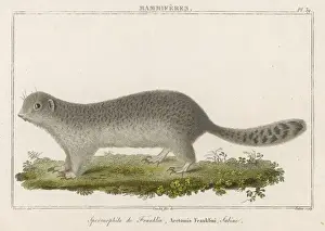 Ground Squirrel Stampe: Ground Squirrel