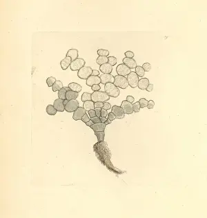 Natural History Engravings Stampe: Halimeda tuna algae