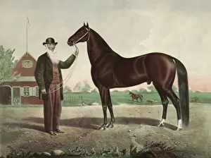Vintage Equestrian Art Stampe: Hambletonian