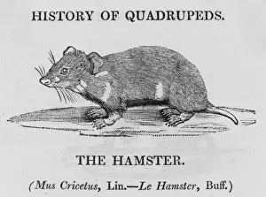 British Wildlife Images Online Stampe: Hamster (Bewick)