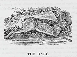 Lepre Stampe: Leccorni di Hare, poesia del naturalista inglese Thomas Bewick pubblicata nel 1798.