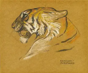 Historical Animal Prints Online Stampe: Head of a tiger