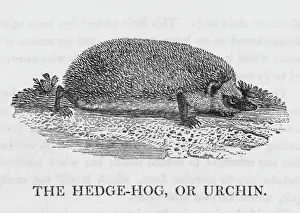 Stampe di L'erinaceo europeo noto anche come urchine è il coniglio volante comune molto amato purtroppo troppo spesso vittima dei motori Riccio Stampe: Cinghiale (Bewick)