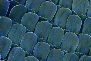 Electron Microscope Images Stampe: Heliconius doris, doris longwing