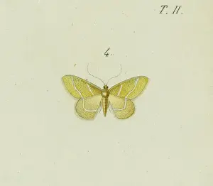 Arthropod Fauna Stampe: Hemithea squalidaria