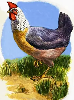 Farm Animal Prints Stampe: Hen