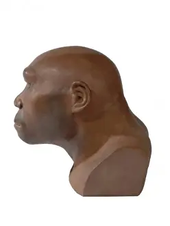 Stampe di Un modello di Homo erectus, noto come uomo di Giava, basato su prove fossili trovate in siti archeologici lungo il fiume Solo, Indonesia. I fossili risalgono a circa 500.000 a 800.000 anni fa Immagini Correlate Stampe: Homo erectus, uomo di Java.